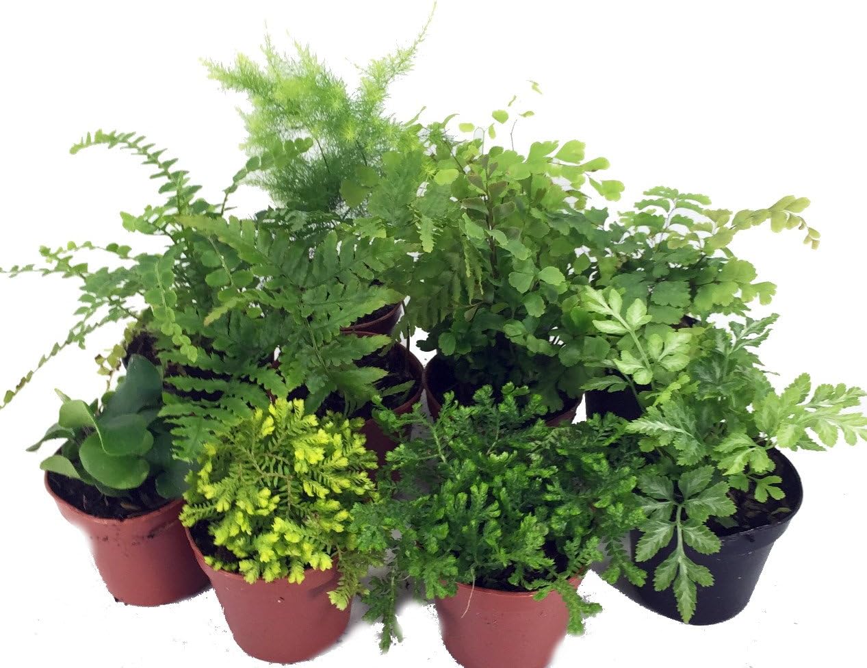 Mini Ferns for Terrariums/Fairy Garden - 10 Plants - 2" Pots