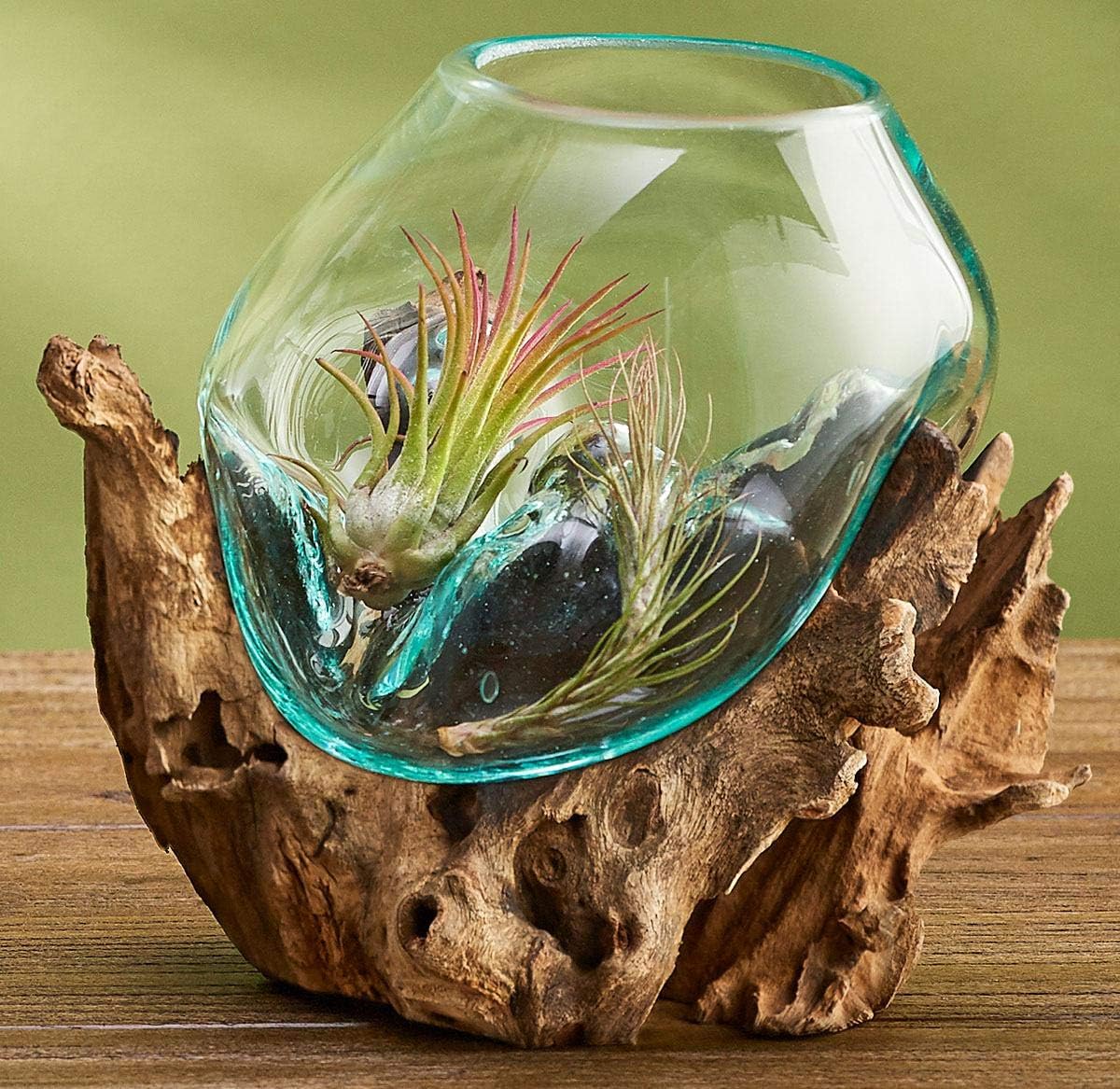 OMA Molten Glass on Driftwood – Hand Blown Vase, Terrarium, or Planter for Coastal & Boho Home Décor Centerpieces (6" - 7" High)