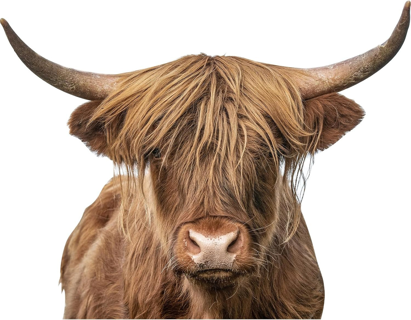 Highland Cow Wall Window Stickers Decor Scottish Cow Wall Decals Peel and Stick Funny Cow Wall Stickers Removable Cool Cow Farmhouse Kitchen Decoration Weird Gifts for Fiends Christmas