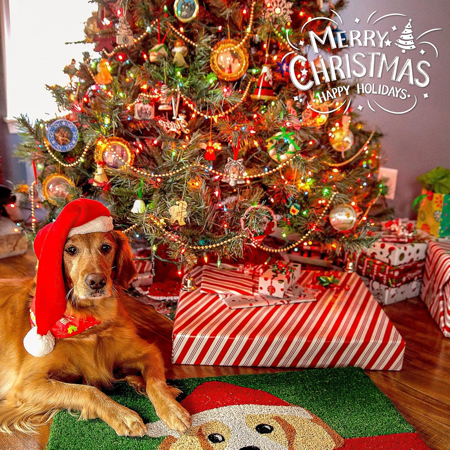 YOUNGAR 2 Pack Clear Christmas Lights, 100 Count 23FT Incandescent Bulb Mini String Light, Outdoor Christmas Lights for Xmas Tree, Home, Patio, Holiday, Party, Garden Decor, Multicolor